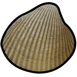 cockle